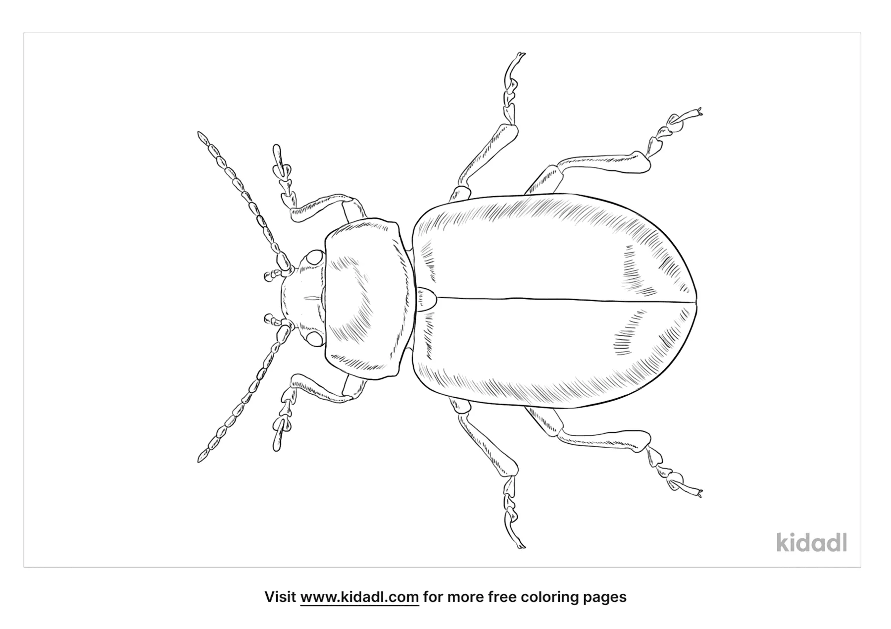 Tansy Beetle Coloring Page