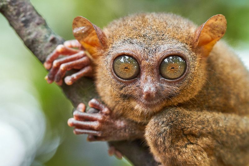 The Cutest Animals With Big Eyes That All Kids Will Love | Kidadl