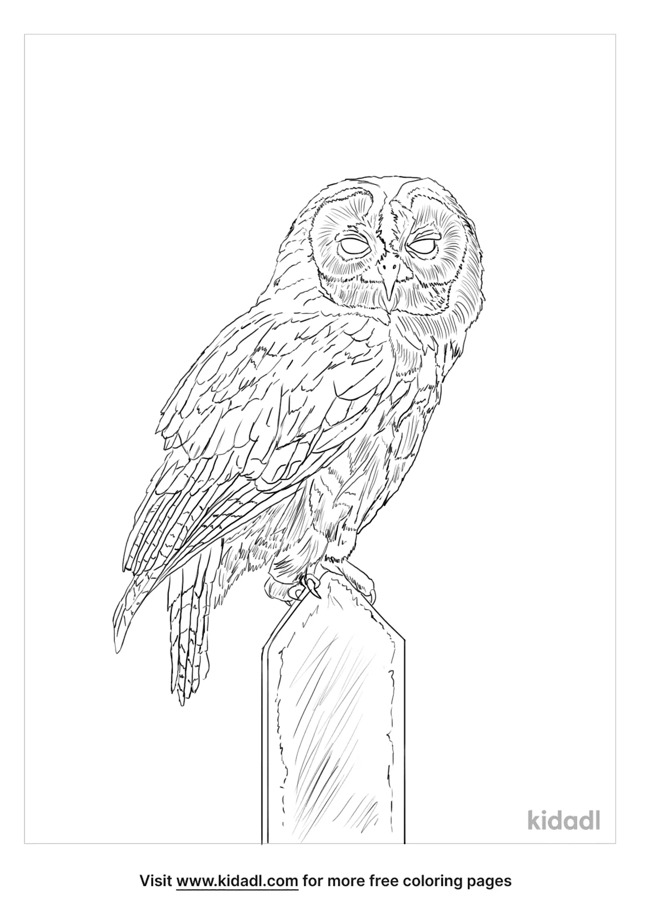 Tawny Owl Coloring Page