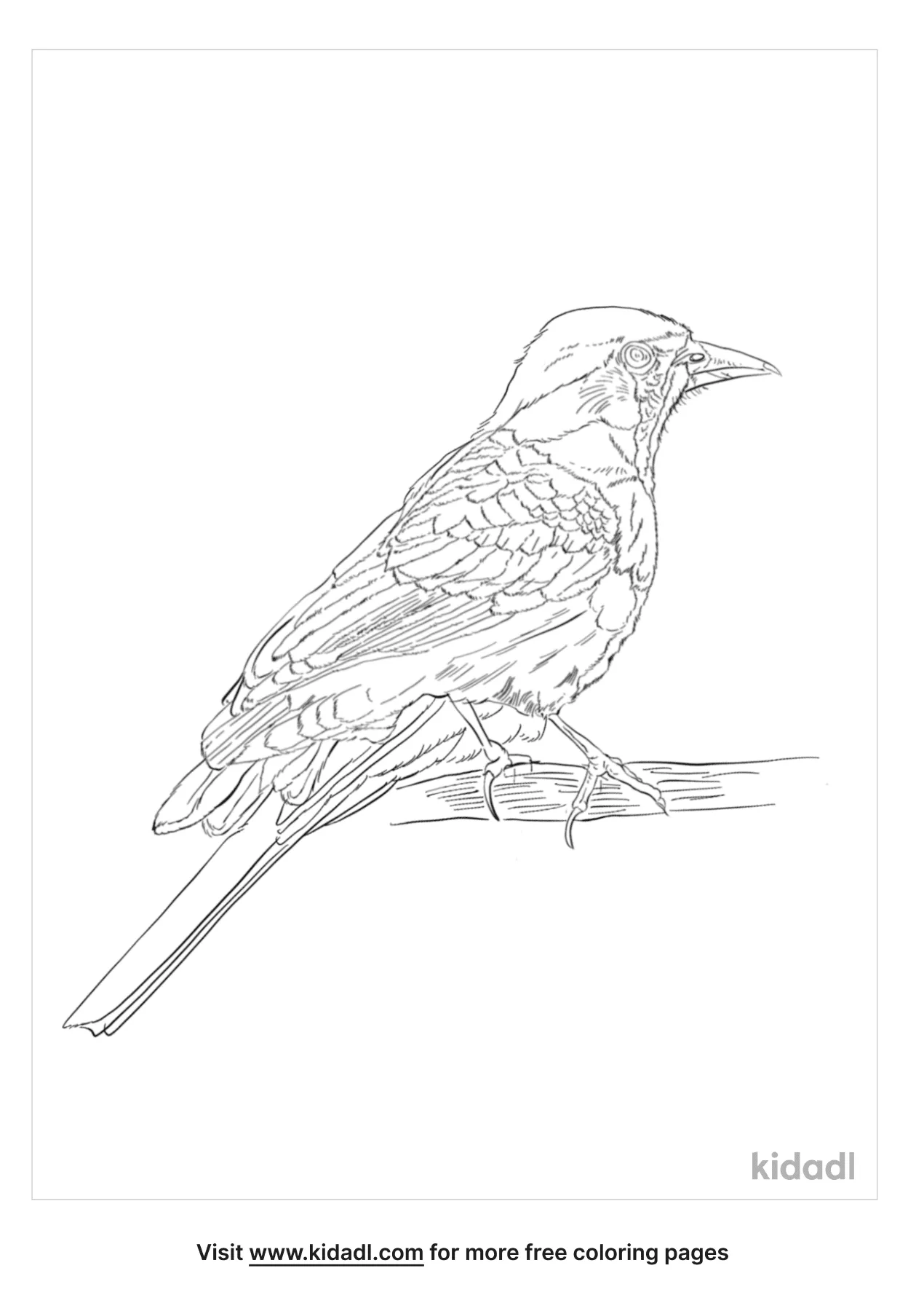 Free Tawny Pipit Coloring Page | Coloring Page Printables | Kidadl