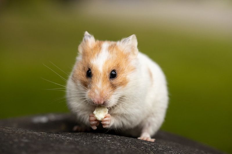 Cute teddy bear hamster eating