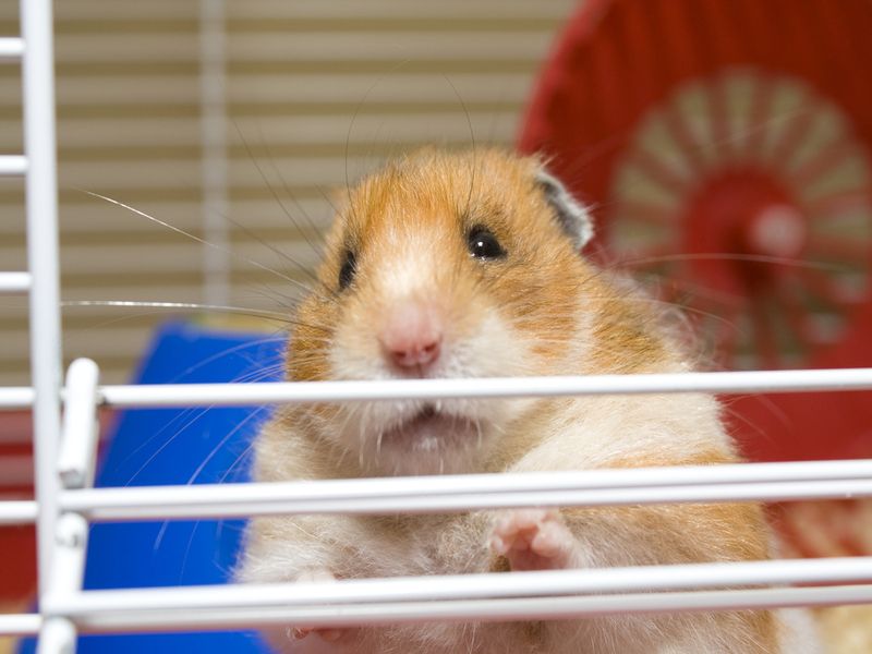 Close up of hamster trying to escape from cage