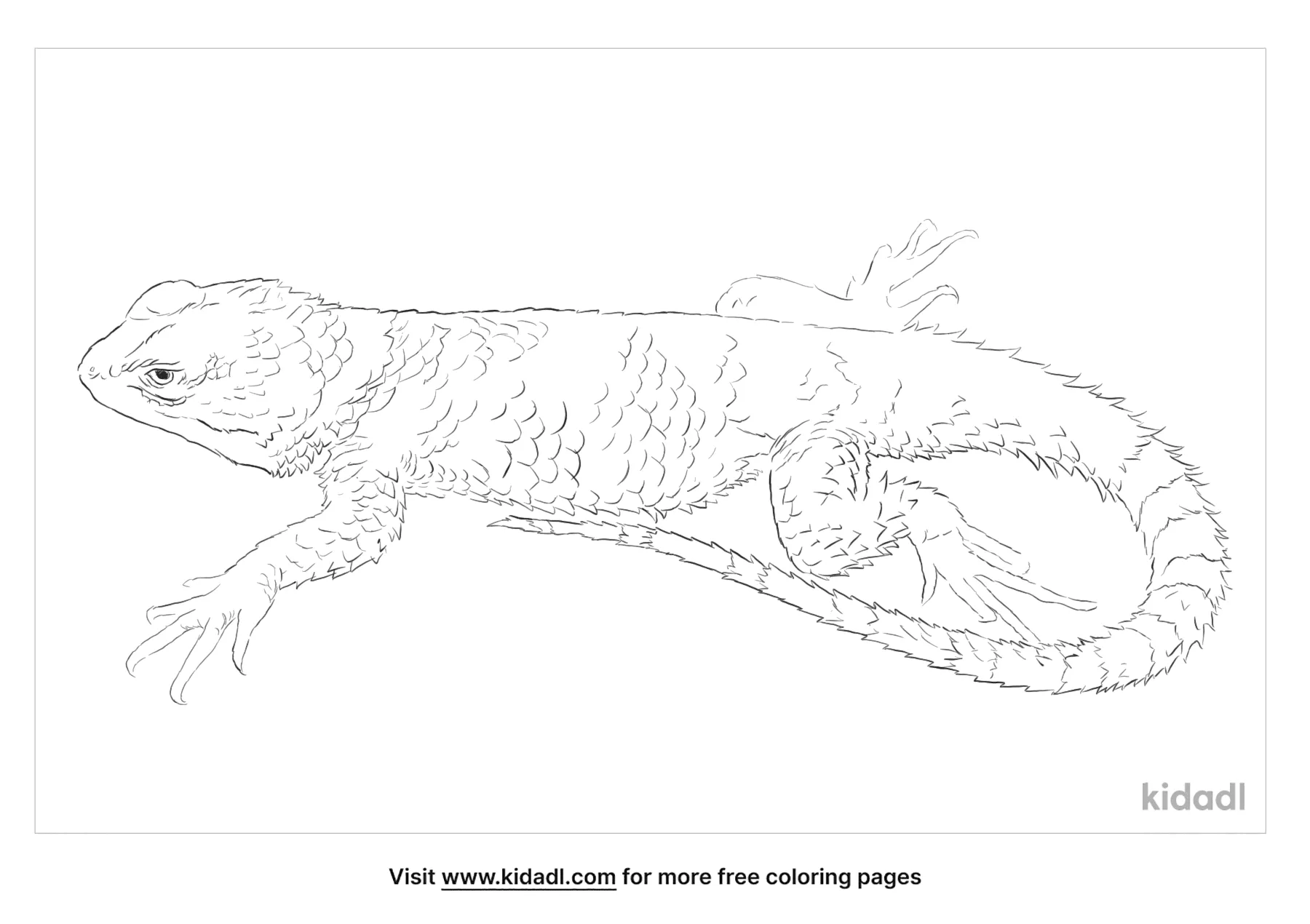 Texas Spiny Lizard Coloring Page