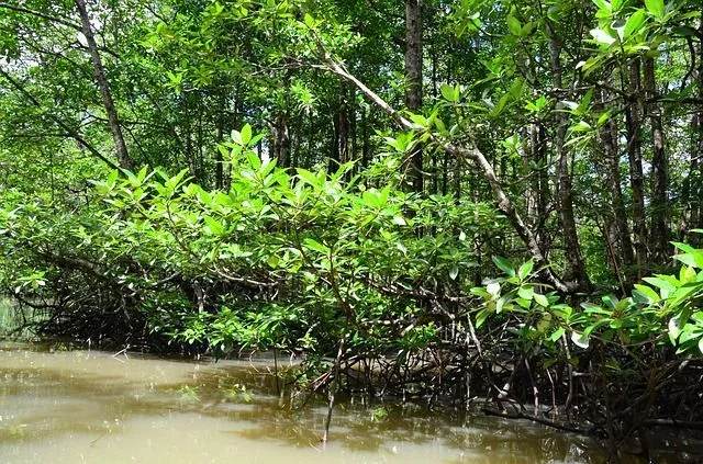 Mangrove forests can also be found along the Atlantic Ocean