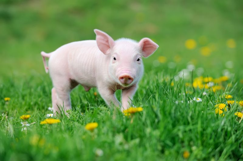 Young pig on a spring green grass.