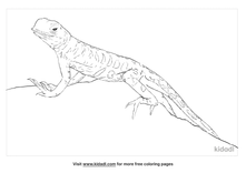 Earless Lizard Coloring Page | Free Reptiles Coloring Page | Kidadl