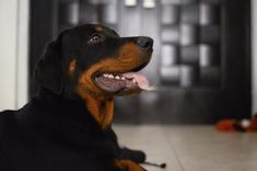 Déle a su Rottweiler hembra un nombre apropiado.