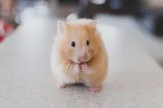  hamstere er virkelig et bundt af sødhed er en god ven til dit barn.