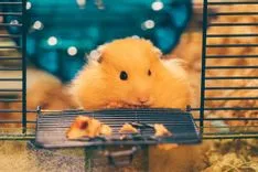  Les hamsters peuvent rester dans des cages mais ils sont aimés par tous les hamsters et les humains.