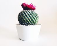 35+ Best Cactus Quotes, Sayings And Captions You'll Love