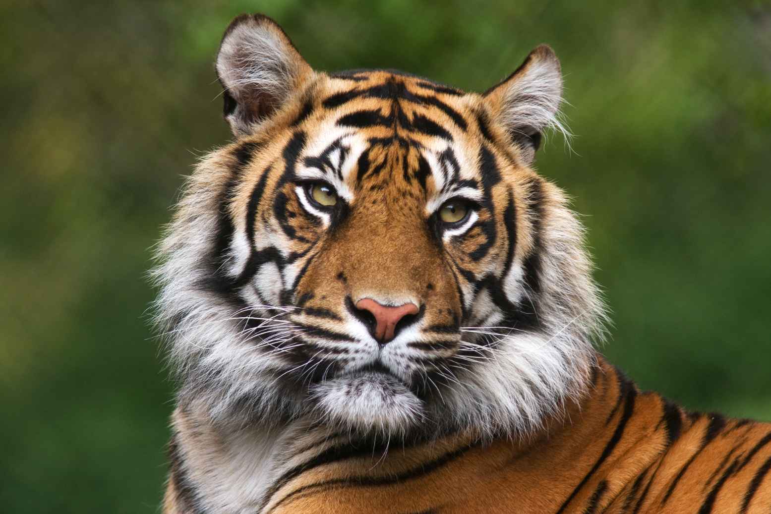 Different Types Of Tigers: All The Species Explained | Kidadl