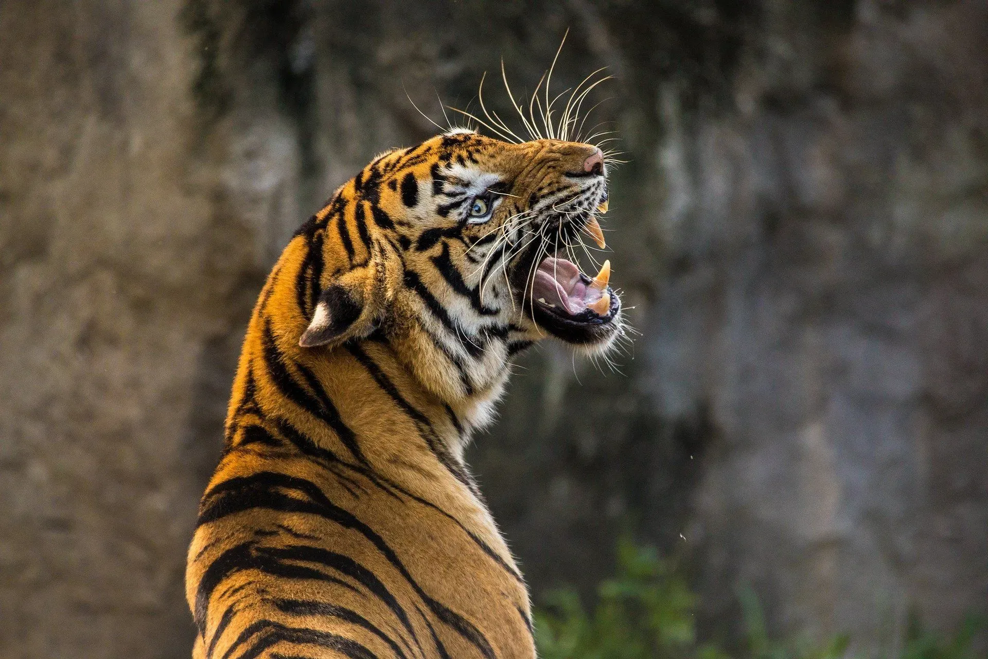 The Siberian tiger is one of the Endangered species found in the taiga in North America.