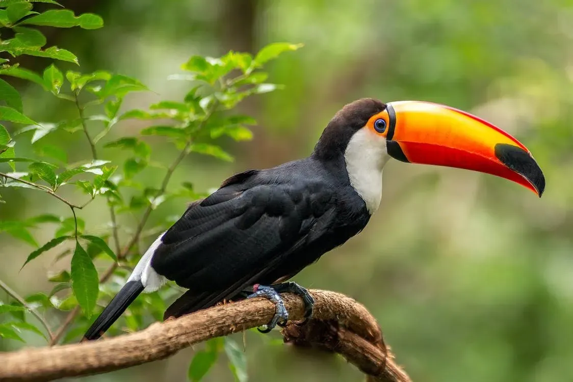 Fun facts about the toco toucan.