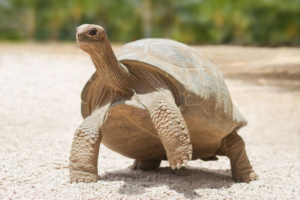 Aldabra giant tortoise on sand beach