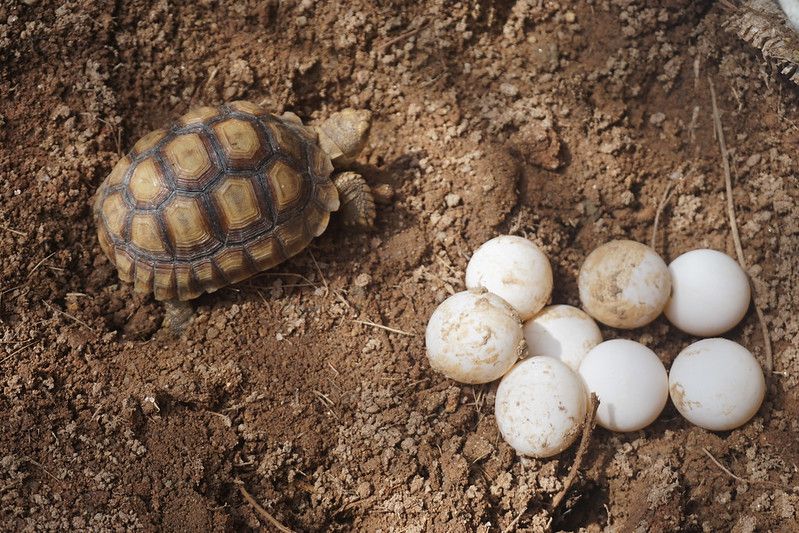 Eggs of African spurred tortoise.