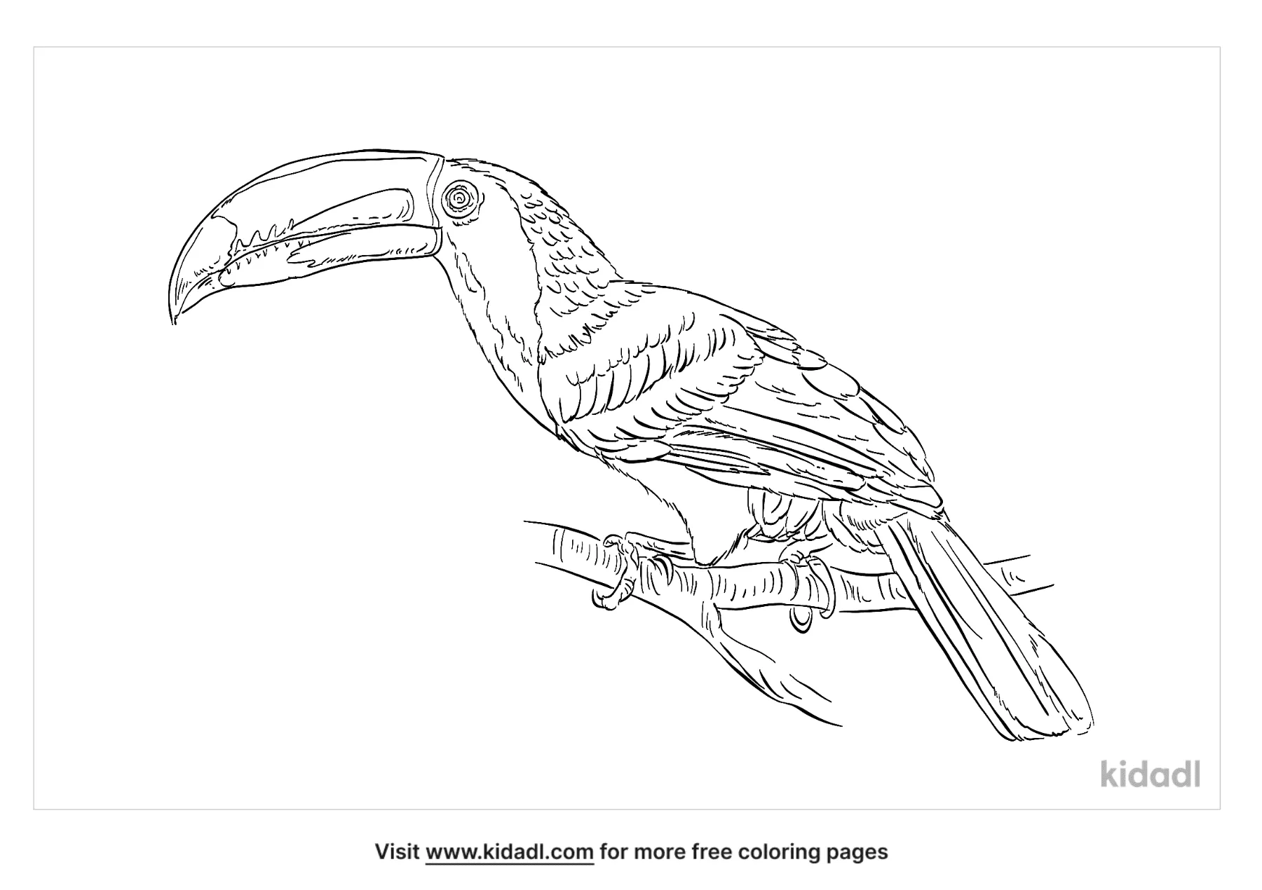 rainforest toucan coloring page