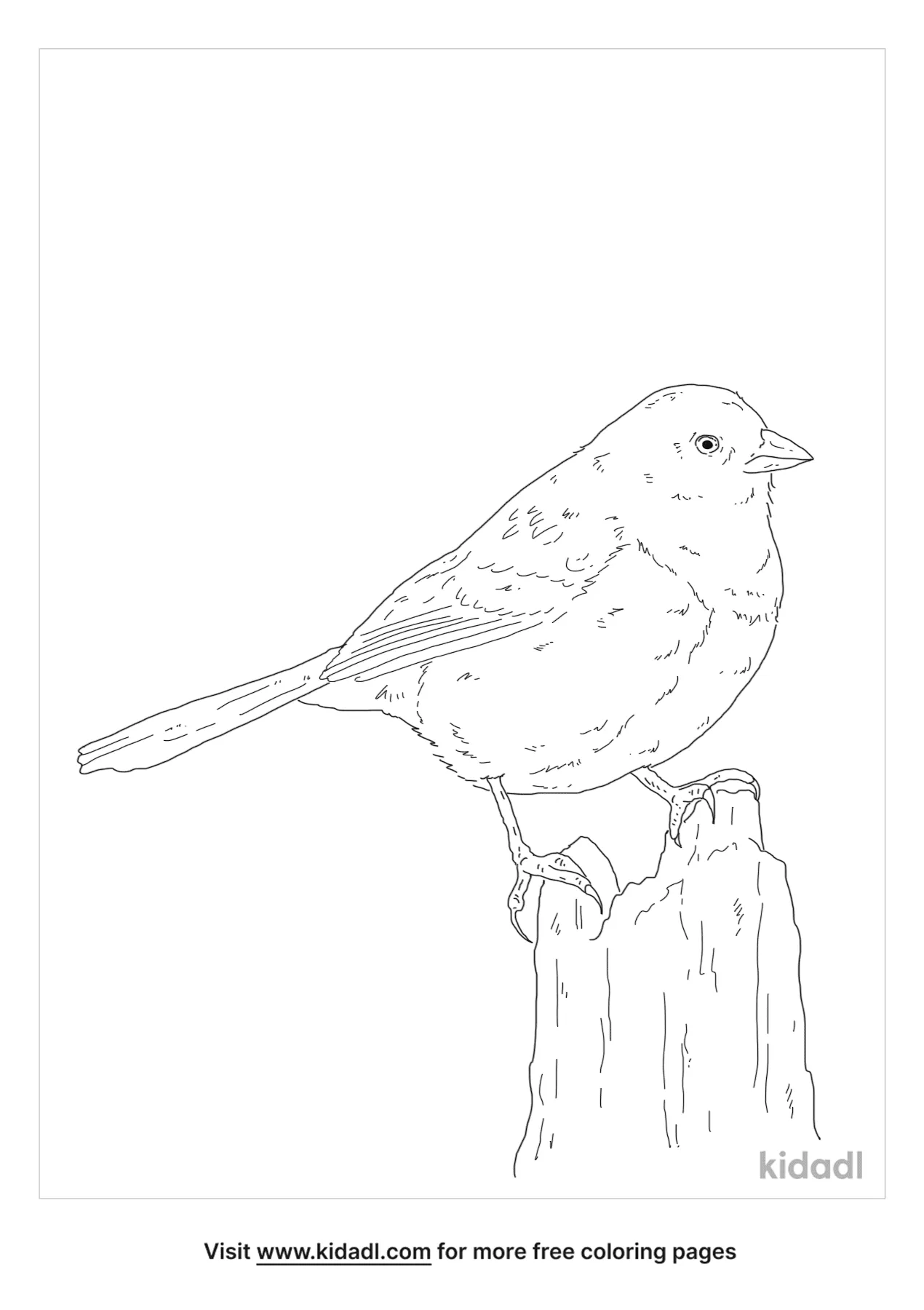 Free Towhee Coloring Page | Coloring Page Printables | Kidadl