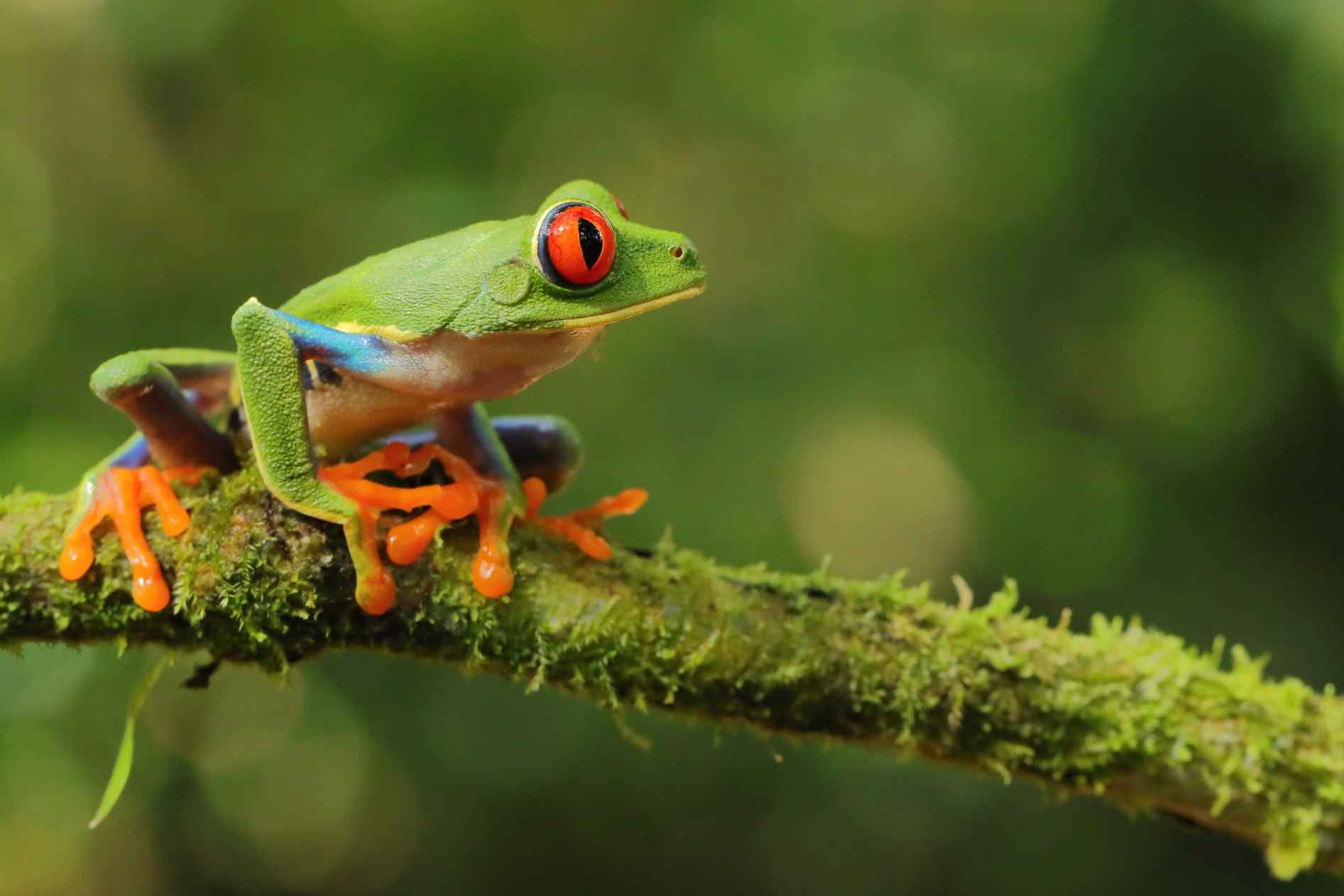 Are Frogs Cold-Blooded? Explore Fascinating Truth About Amphibiansn | Kidadl