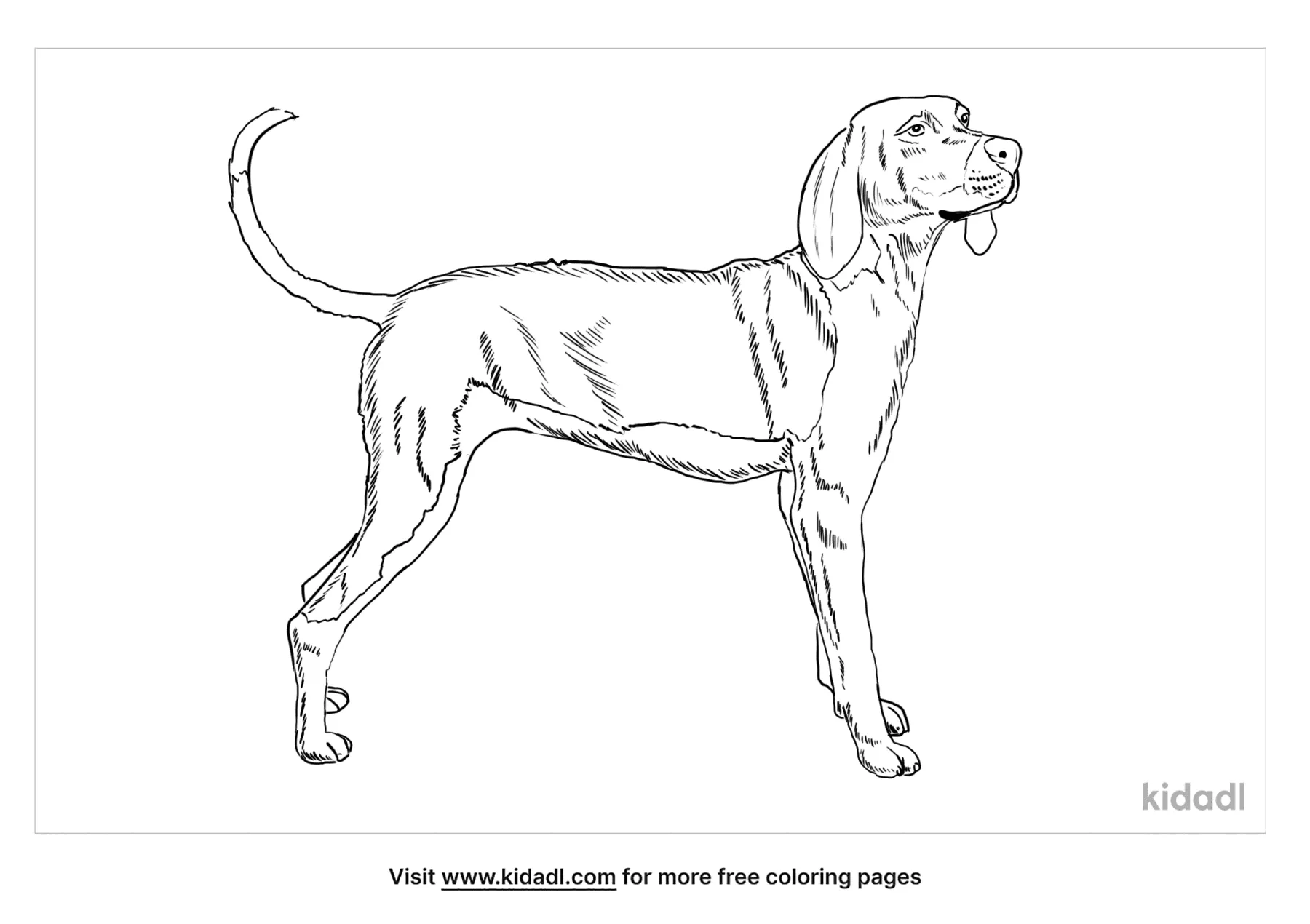 coonhound coloring pages