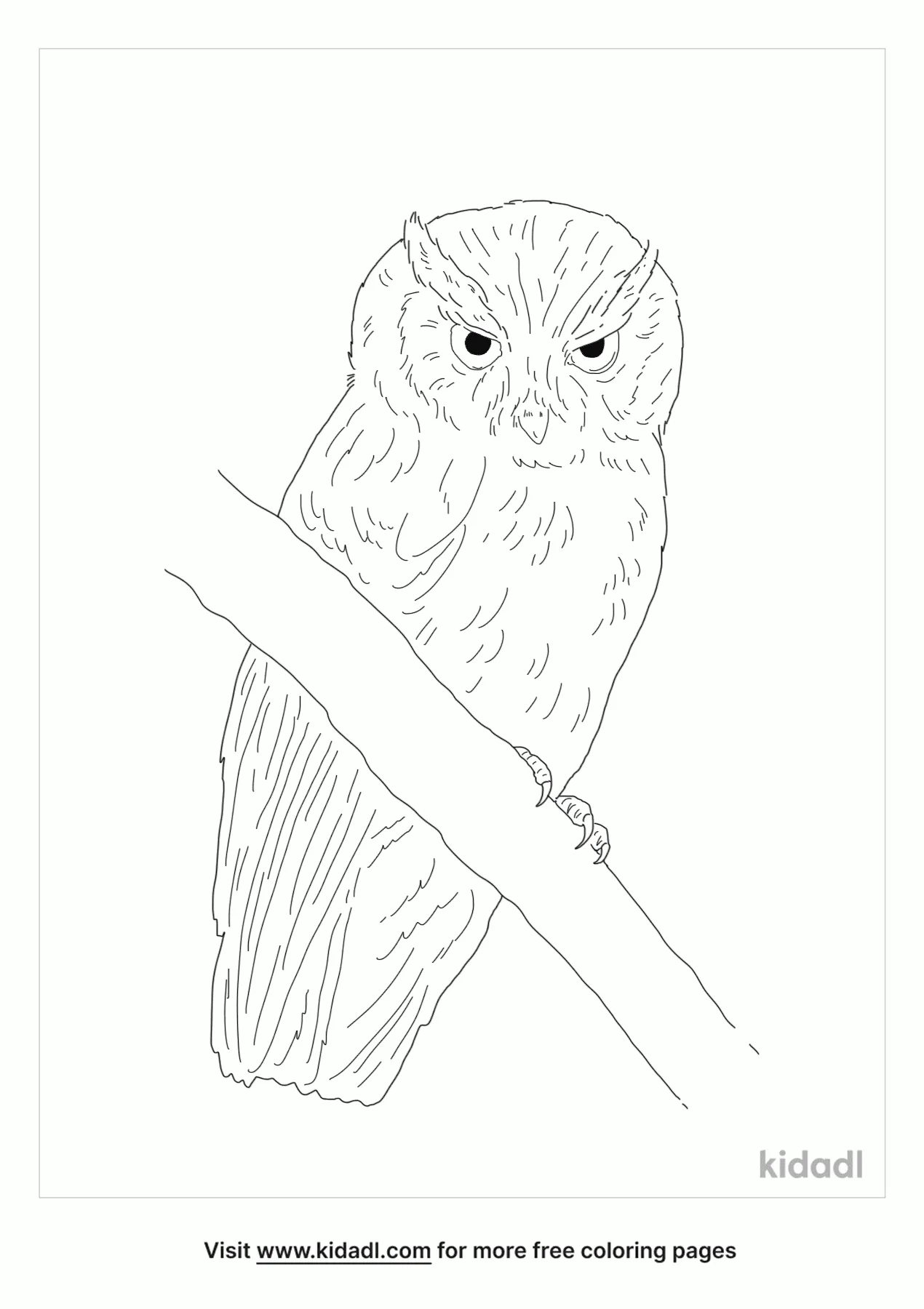 screech owl coloring pages