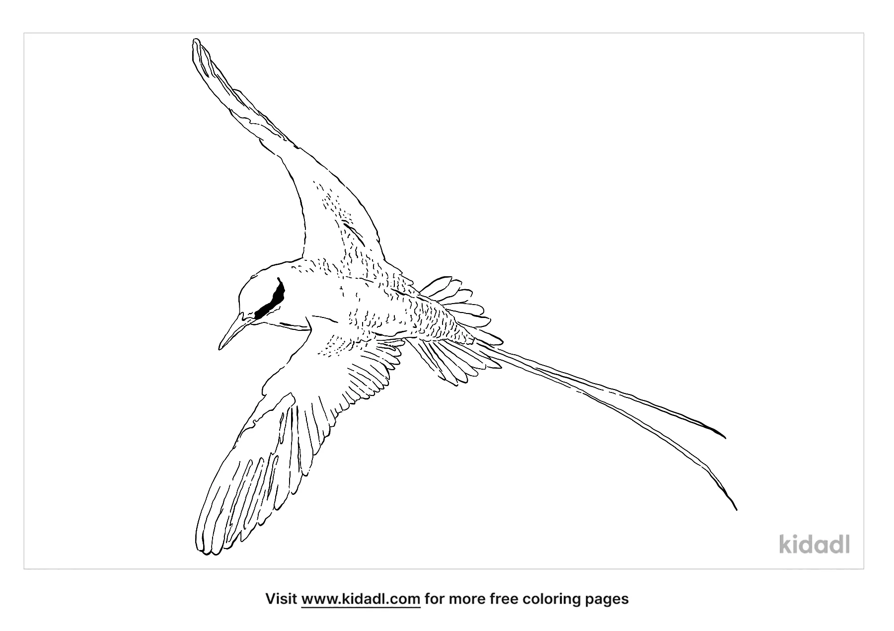 Tropicbird Coloring Page