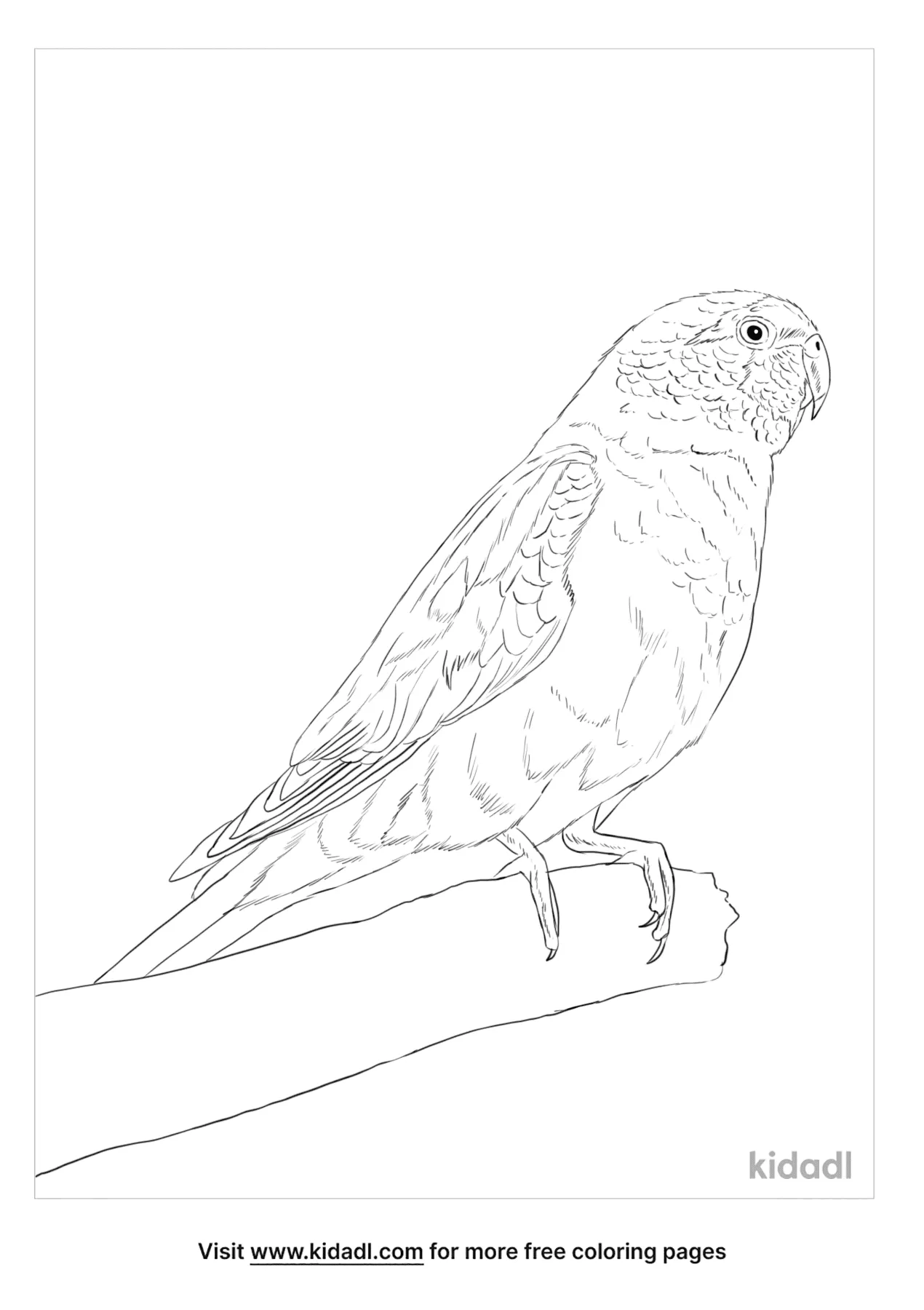 Turquoise Parrot Coloring Page