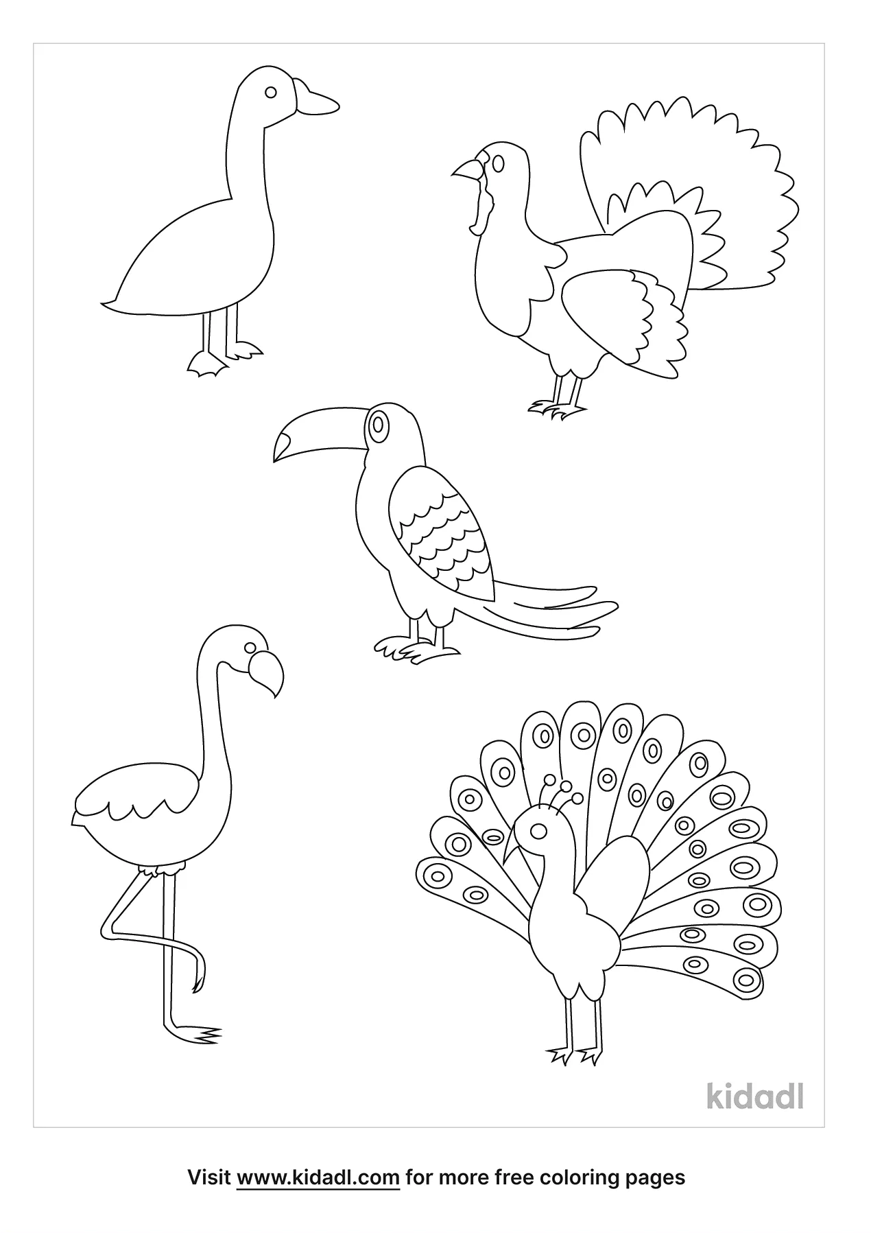 Types Of Birds   Kidadl