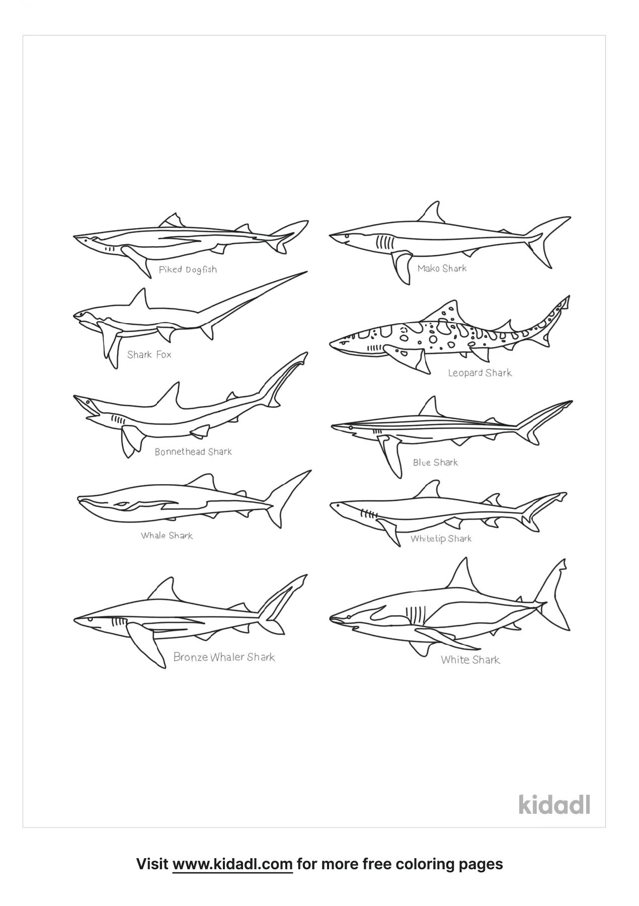 Types Of Sharks   Kidadl