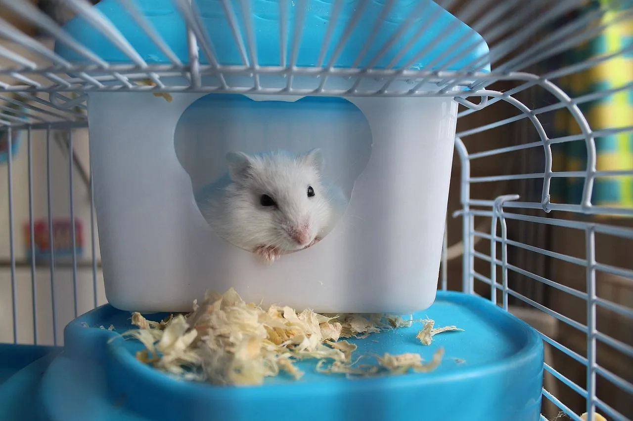Most hamsters eat cheese, along with fruit and vegetables.