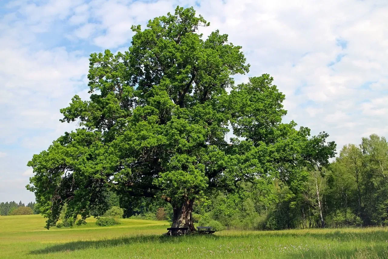 The various types of oak trees in Georgia increase the state's natural beauty.