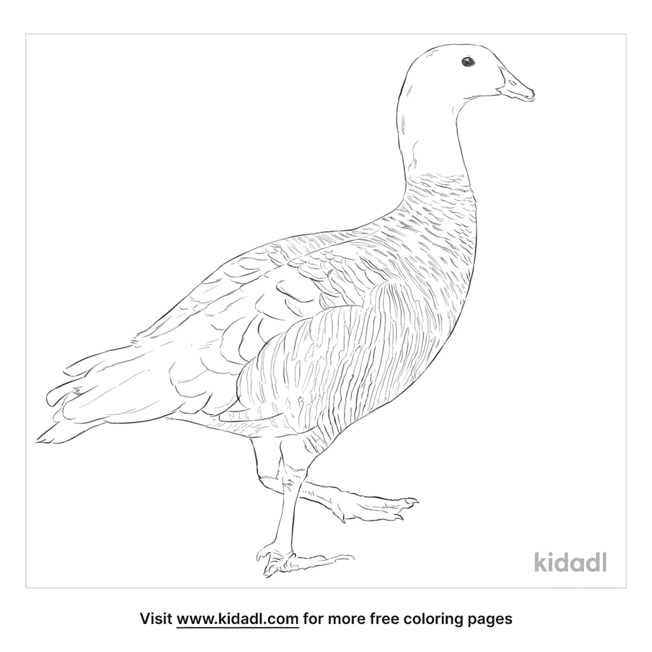 Upland Goose Coloring Page