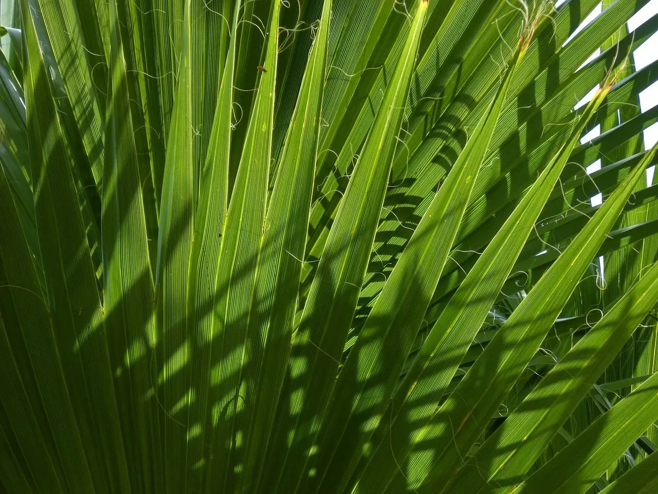 South Carolina's state flag portrays the palmetto plant.