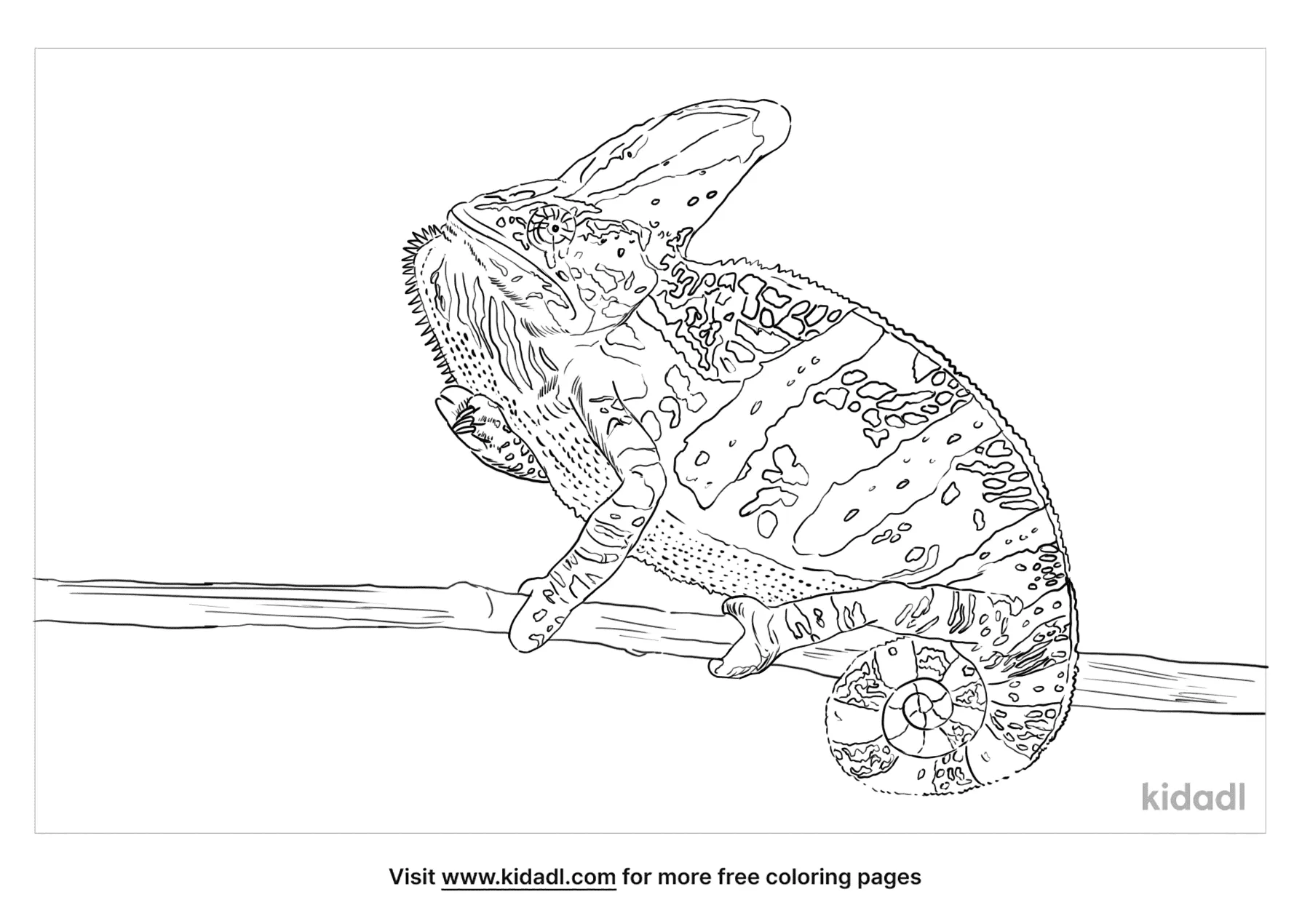 veiled chameleon coloring pages