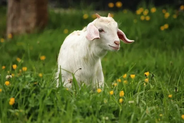 Interesting Goat Hair Facts And Uses You May Not Know | Kidadl