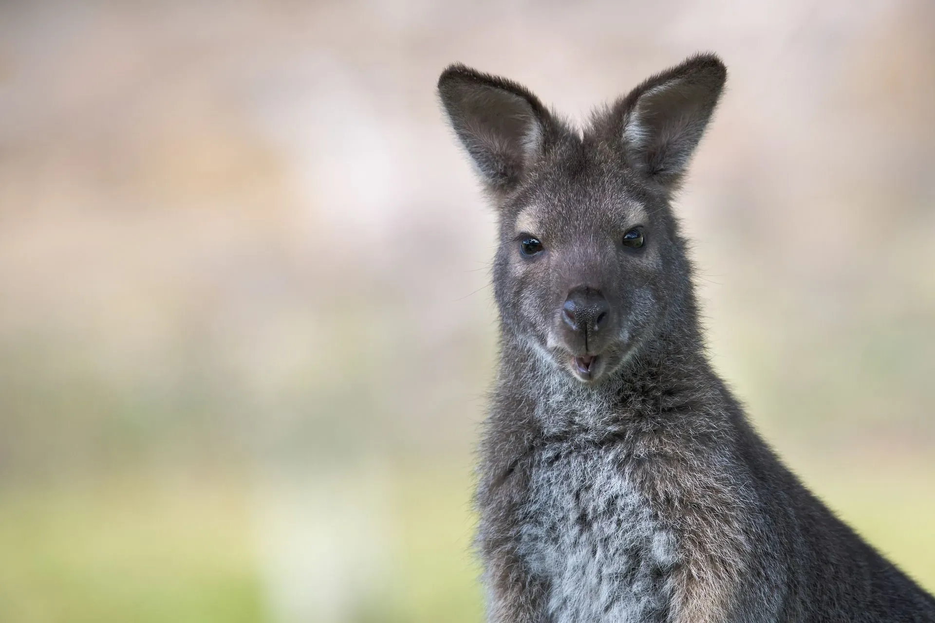Bennett's wallaby is a close genus member of the toolache wallaby.