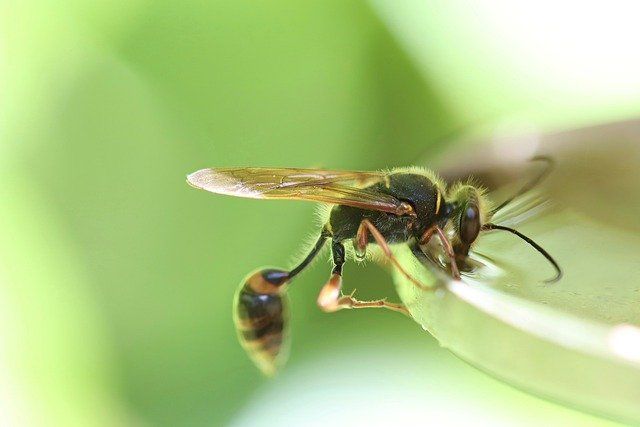 Wasp facts are all about several species of wasps.
