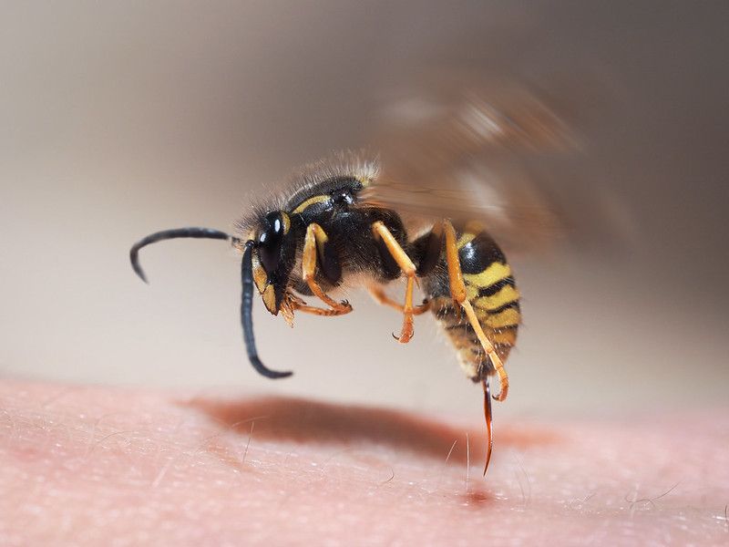 Wasp sting pulls out of human skin