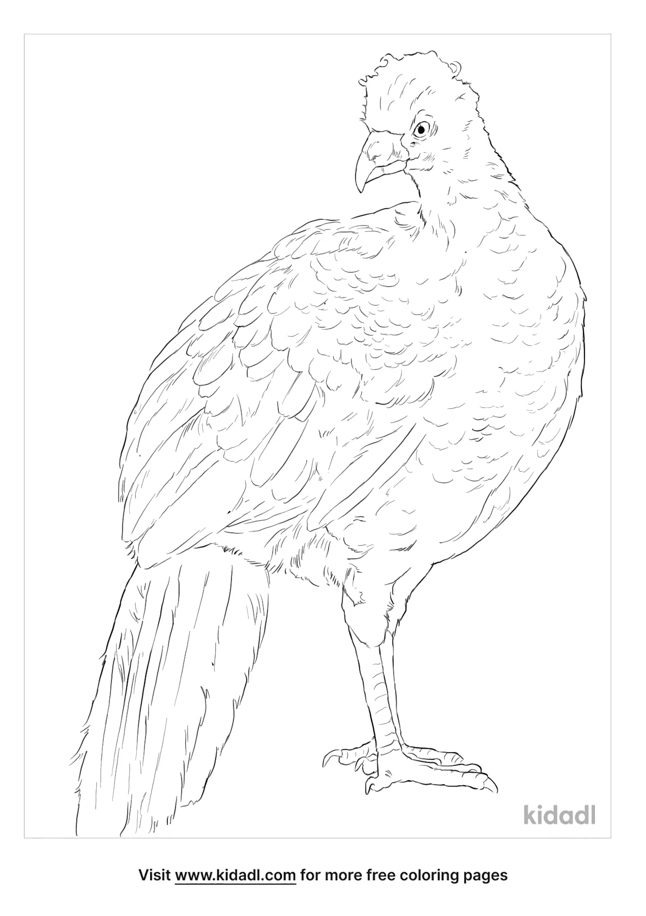 Wattled Curassow Coloring Page