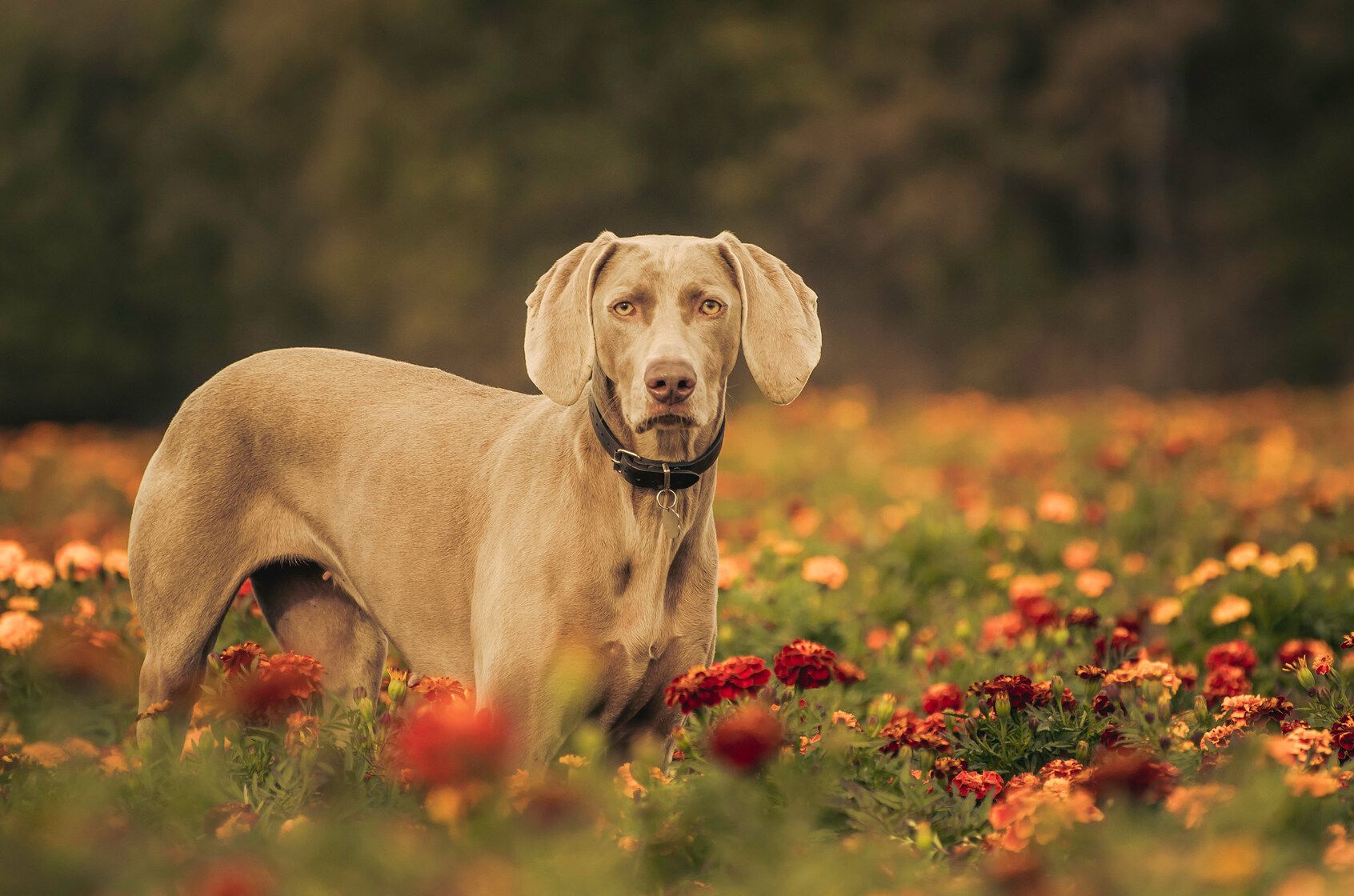 are marigolds toxic to cats and dogs