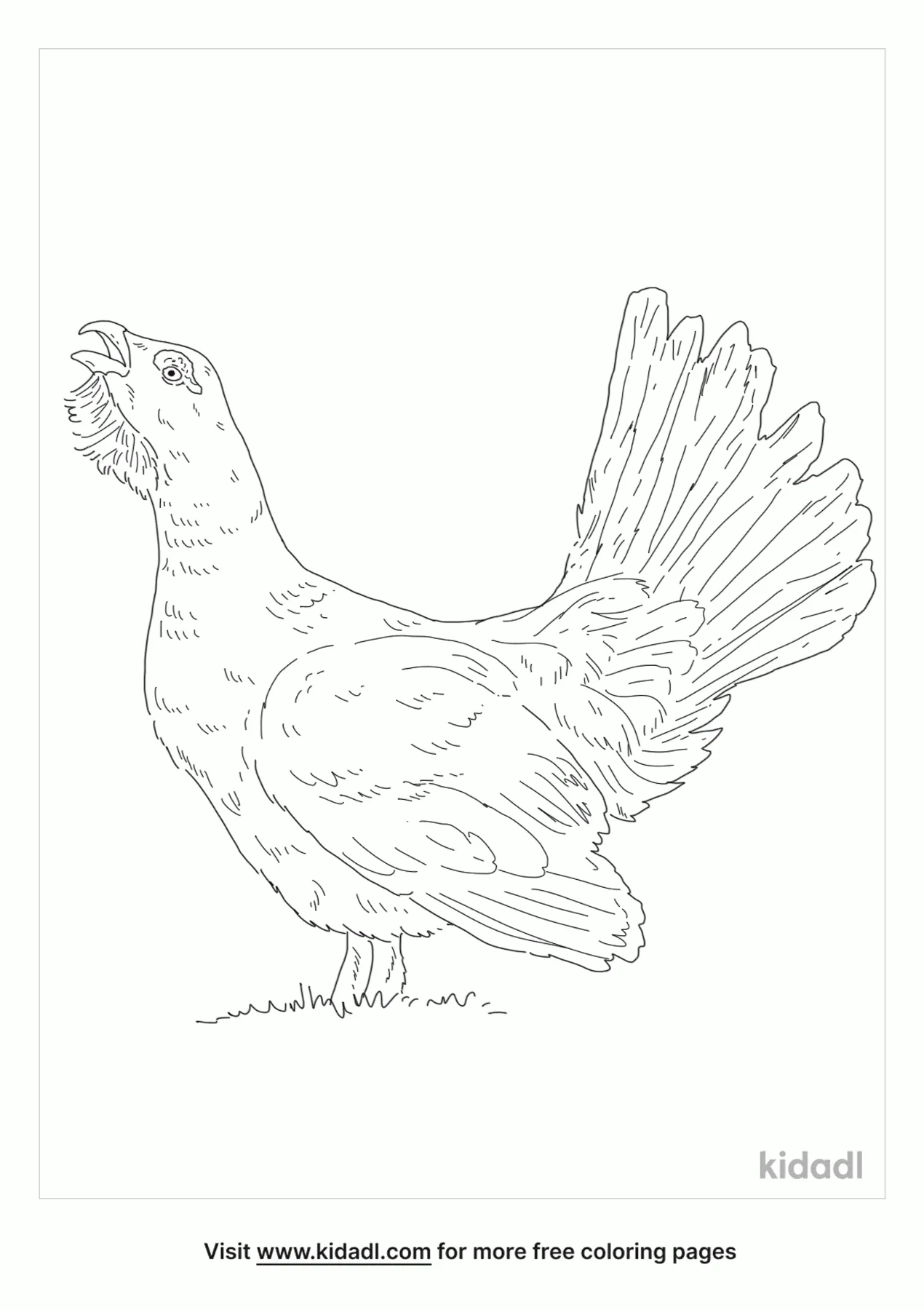Western Capercaillie Coloring Page