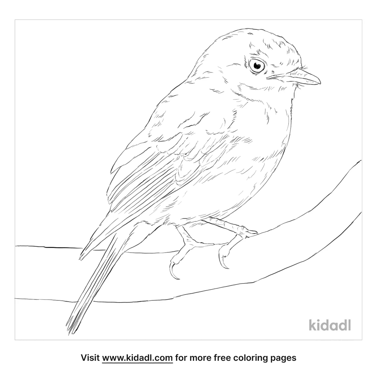 Free Western Yellow Robin Coloring Page | Coloring Page Printables | Kidadl