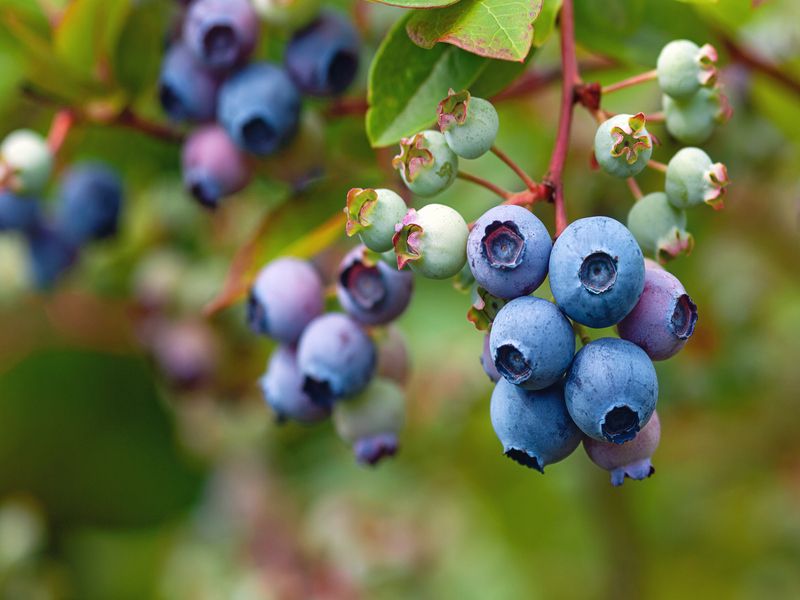 Blue huckleberry bush hanging on the tree
