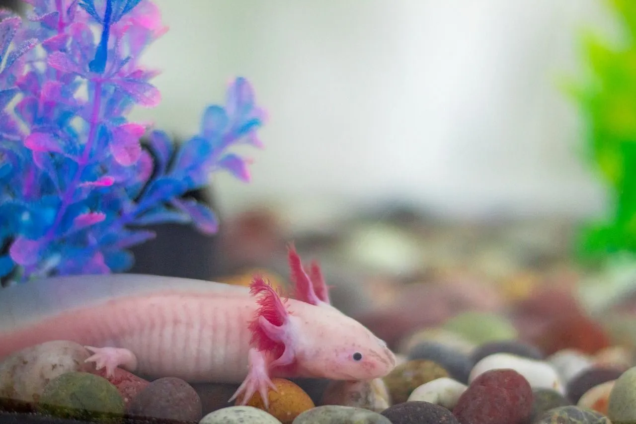What Do Axolotls Eat Do They Actually Eat Each Other Kidadl