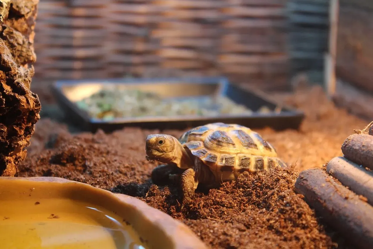 Read what do baby turtles eat to know how you can ensure that your pet has a strong shell and bones!