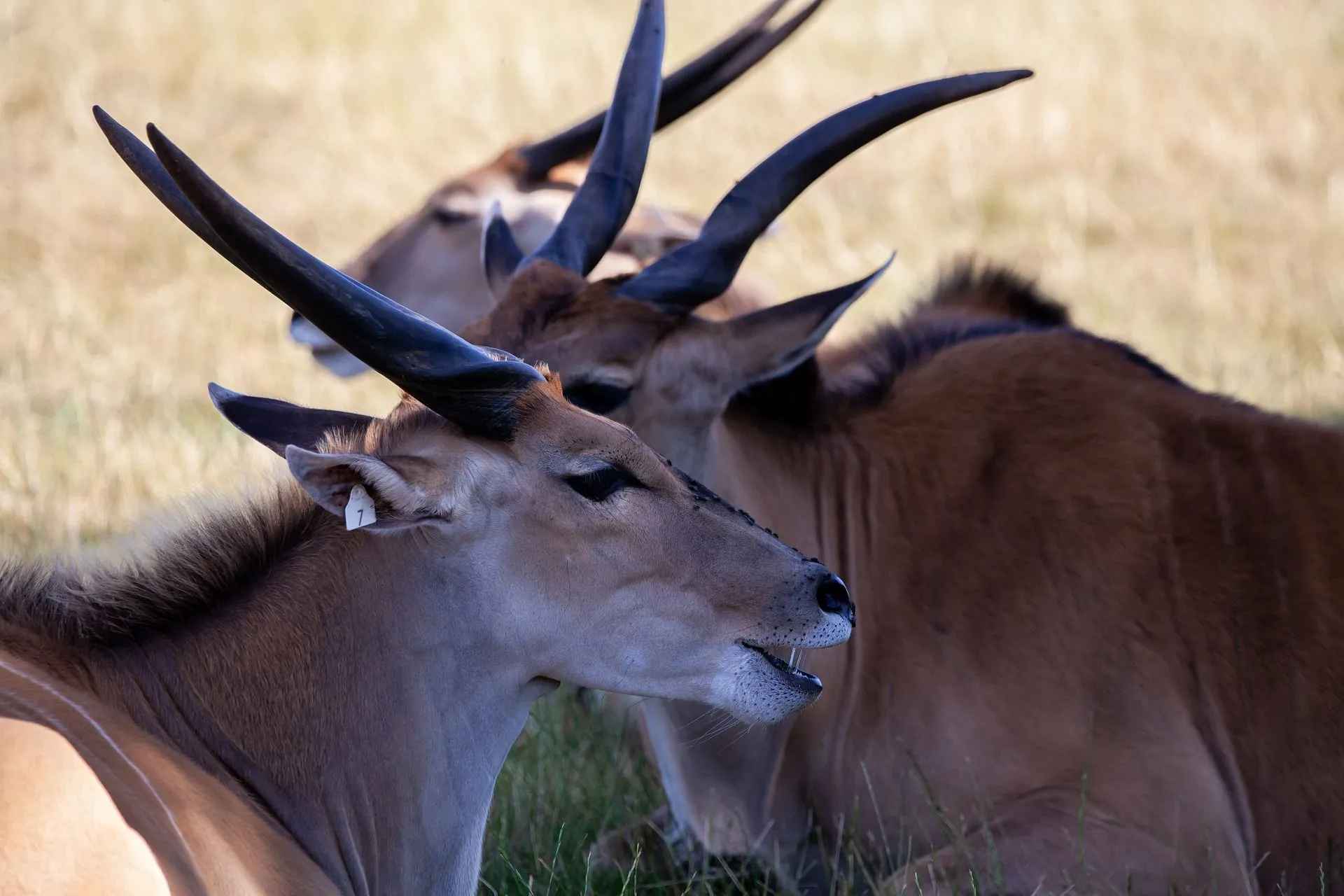What Do Common Elands Look Like