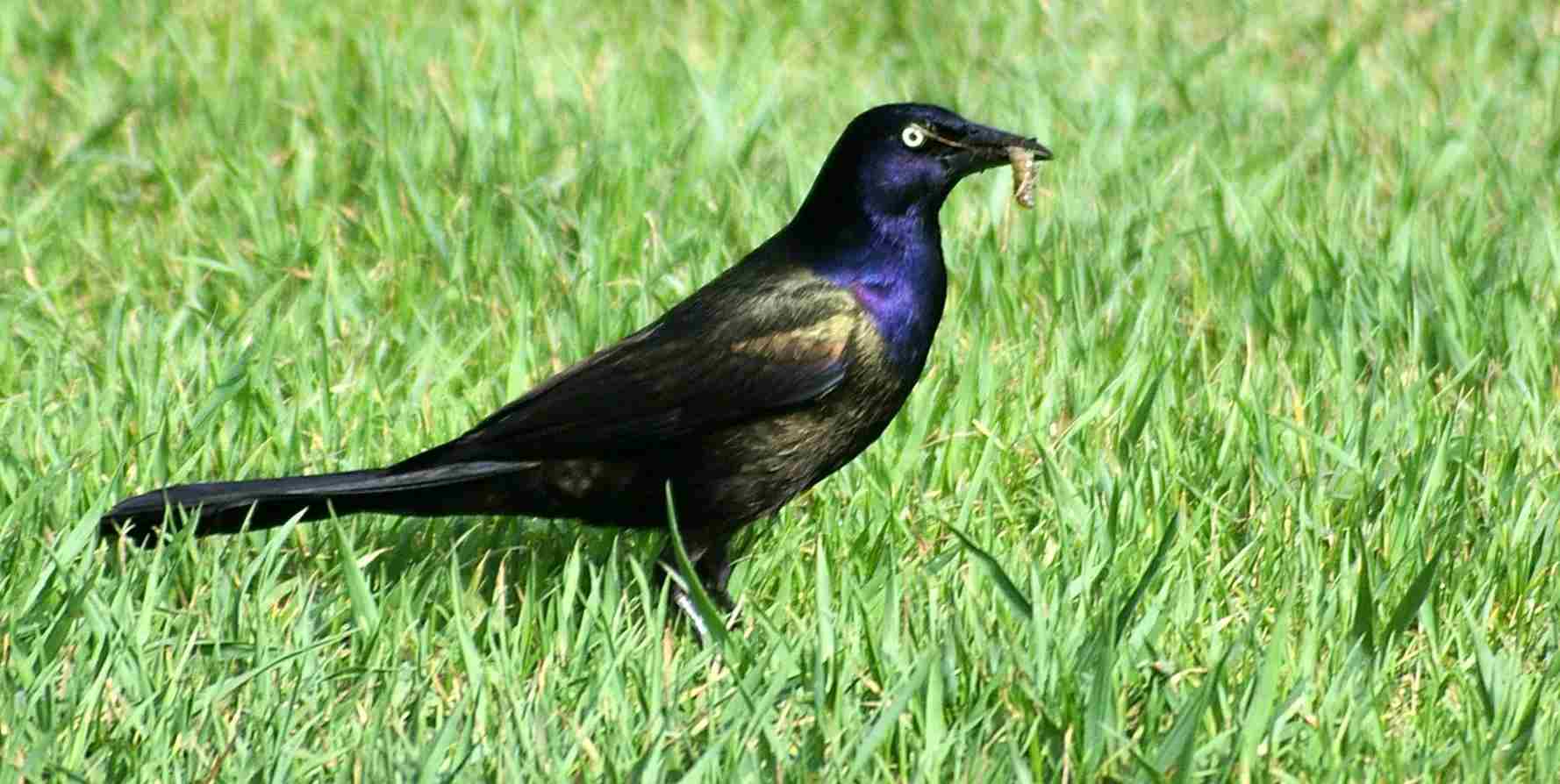 What Do Common Grackles Look Like