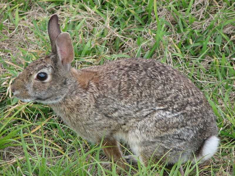 What Do Cottontails Look Like