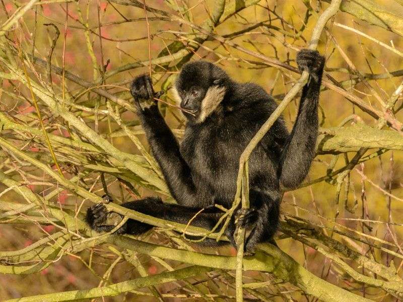 What Do Crested Gibbons Look Like