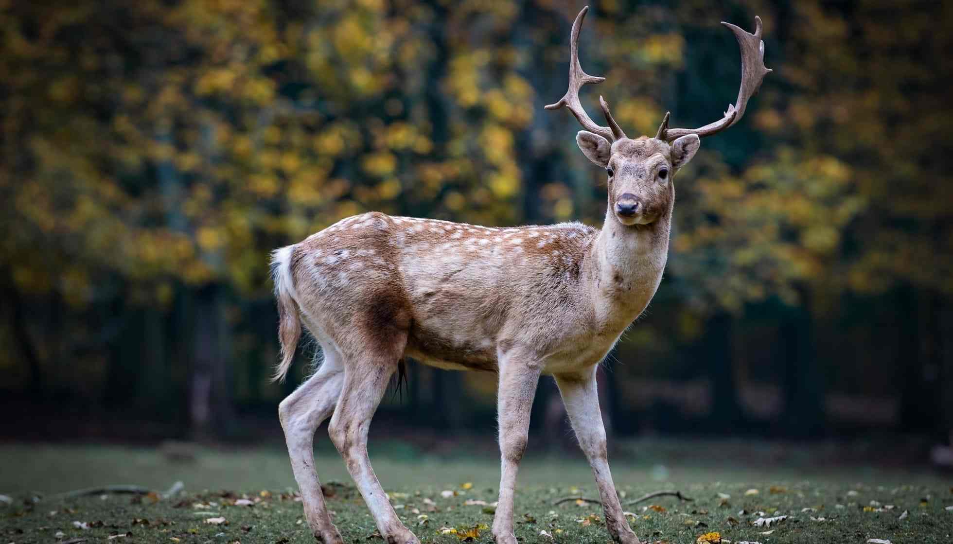 What Do Deer Look Like