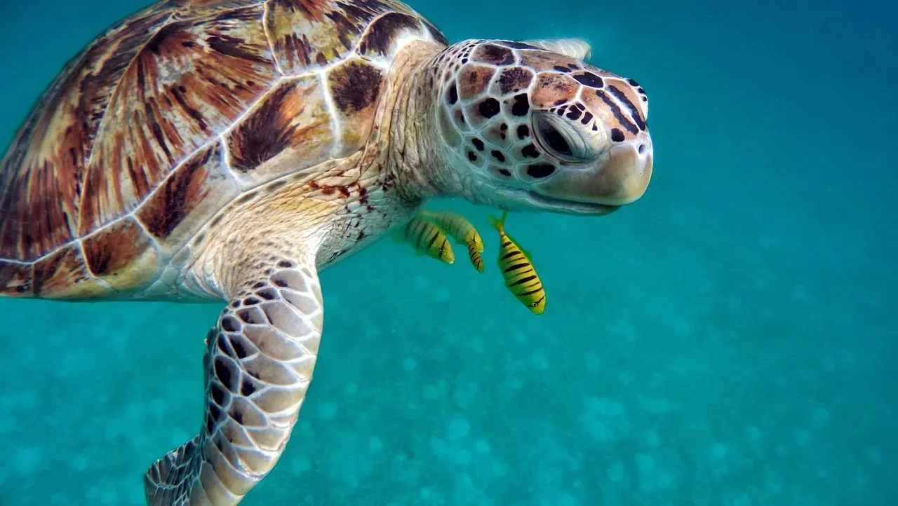 Unfortunately, sea turtles may also accidentally consume plastic marine debris.